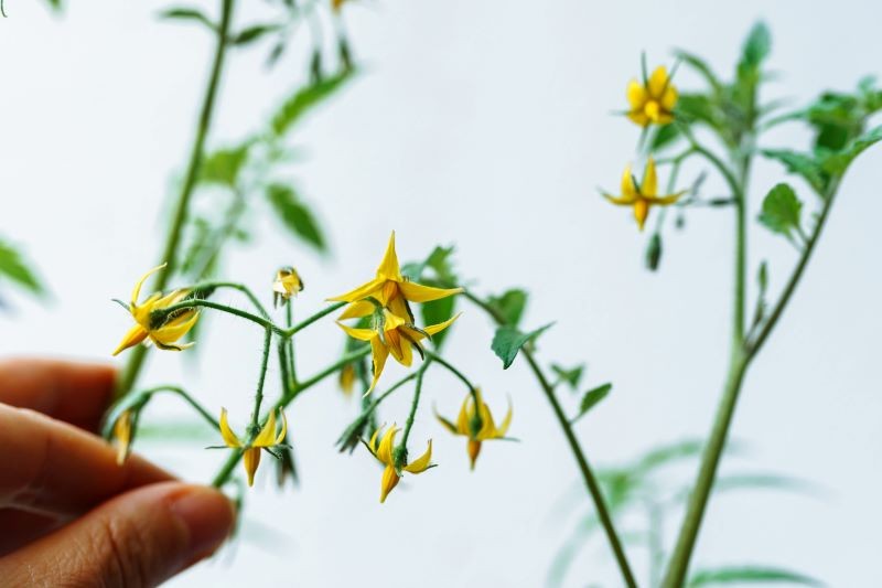 Po posadzeniu o pomidory trzeba zadbać, aby zdrowo rosły, kwitły i owocowały.