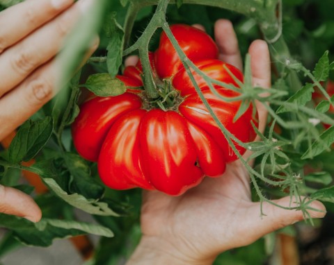 Pomidory będą duże, soczyste i zdrowe. Jak przygotować oprysk z aspiryny na pomidory?