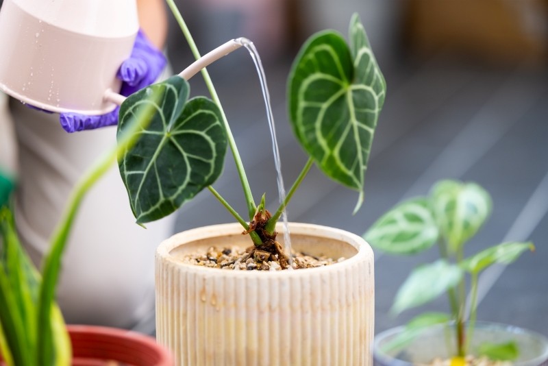 uprawa anturium crystallinum 