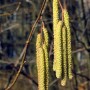 Pozostałe, Wiosenne aranżacje - Wielkanoc wiosną malowana, wiosną pachnąca - Kwiaty leszczyny - foto. Krzysztof Goleń