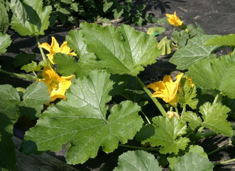 pielęgnacja cukinii podczas owocowania