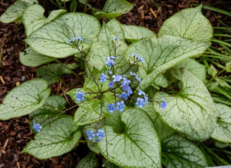 Brunera wielkolistna kwitnie na biało lub niebiesko.