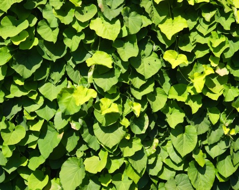 Kokornak - szybko rosnące pnącze o efektownych liściach. Idealne do tworzenia zielonych ścian
