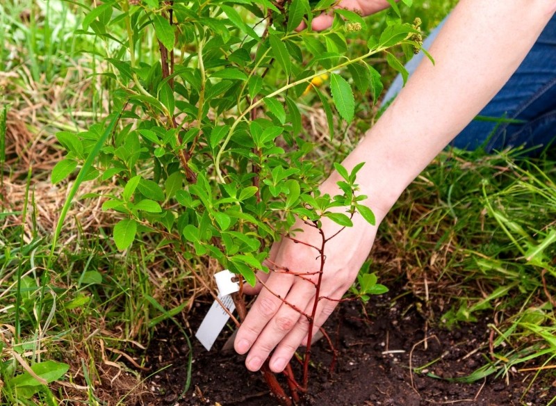 sadzonki zdrewniałe