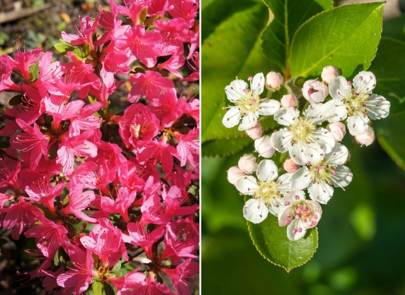 krzewy ozdobne kwitnące wiosną