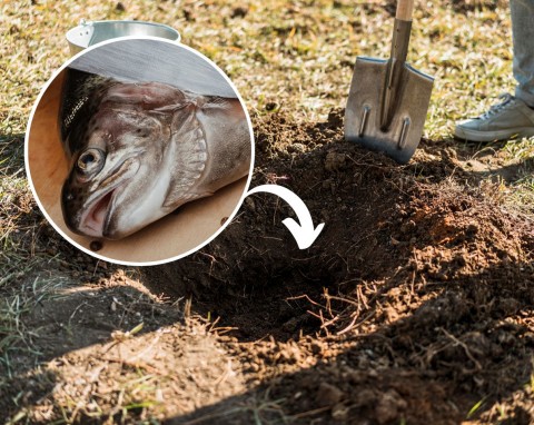 Doświadczeni ogrodnicy wrzucają głowy ryb do ziemi. Jak działa rybi nawóz?