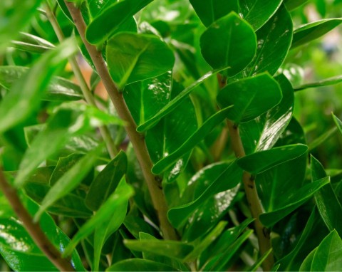 Drenaż, ściółka i zabezpieczenie przed szkodnikami. To najlepsza, naturalna ochrona roślin doniczkowych