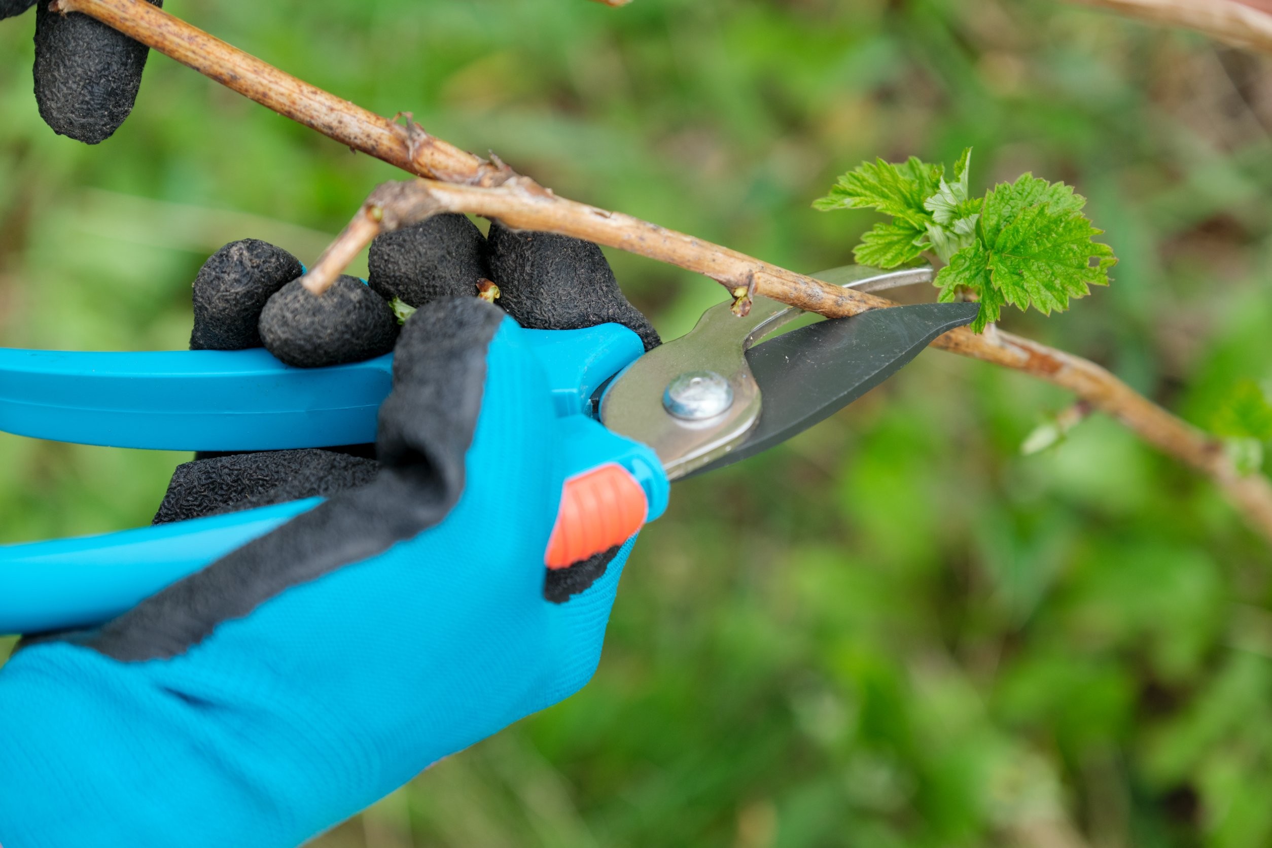 przycinanie pędów malin