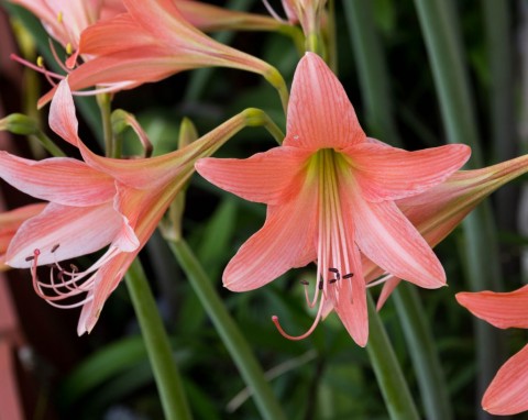 Zwartnica (Hippeastrum)