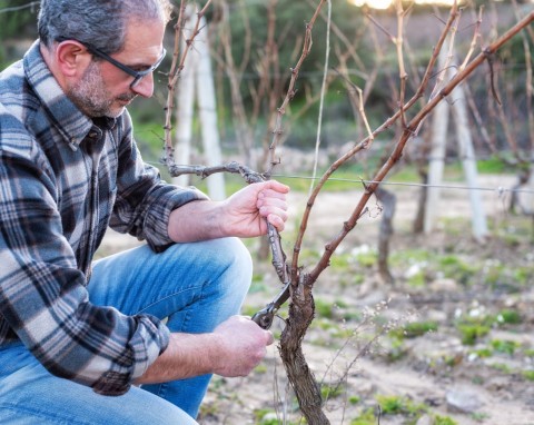 Zimowe przycinanie winorośli. Wypróbuj metodę sznura jednoramiennego, będzie lepiej owocować