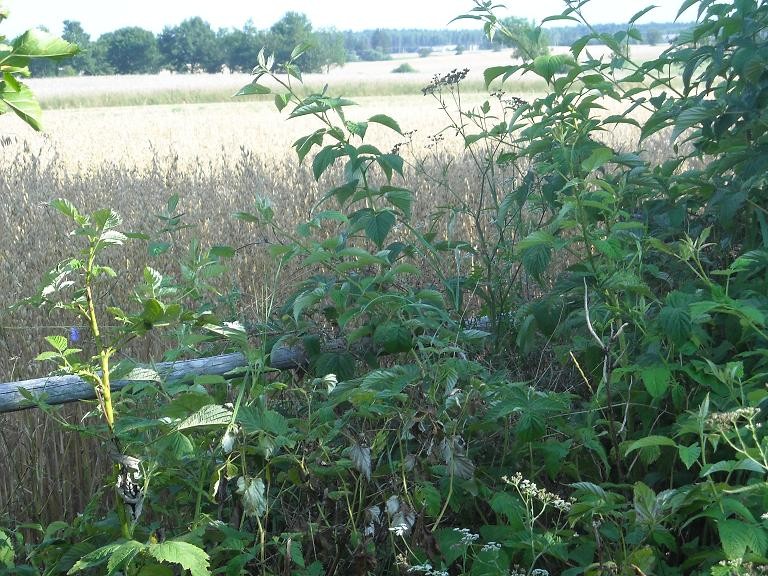 Pozostałe, Wiejskie klimaty czyli weekend na wsi...........