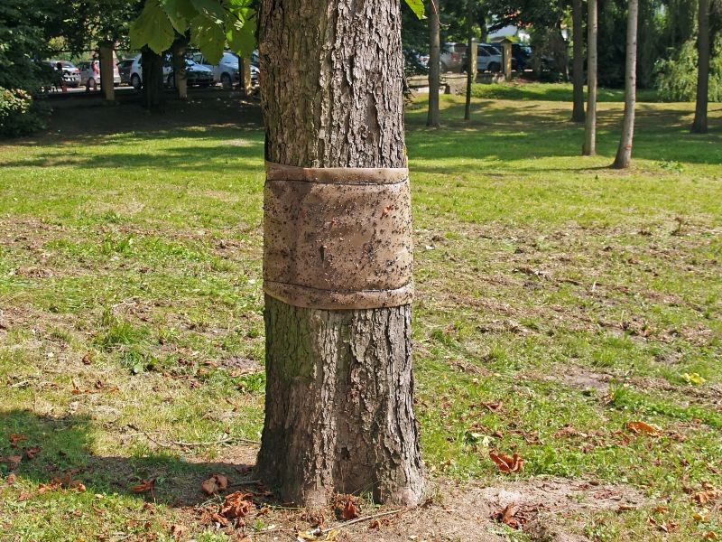 Jakie opaski można zakładać na drzewa, aby chronić je przed szkodnikami? 