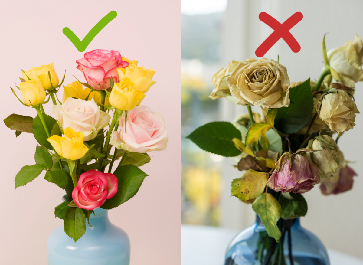 Jak przedłużyć trwałość kwiatów ciętych? 