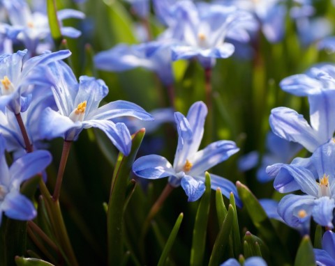 Cebulica syberyjska (Scilla siberica)