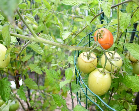 Częsta choroba pomidorów – zobacz, jak z nią walczyć