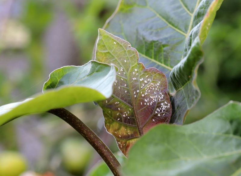 Nie musimy stosować drogich preparatów chemicznych, aby zwalczyć mączlika szklarniowego.