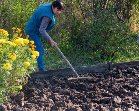 Jak jesienią naturalnie wzbogacić glebę? Warzywa, owoce i kwiaty będą rosły jak nigdy wcześniej