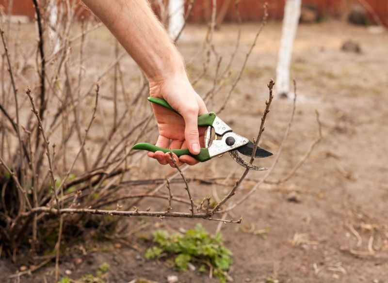 Porzeczki można przyciąć przed wegetacją lub po zbiorach.