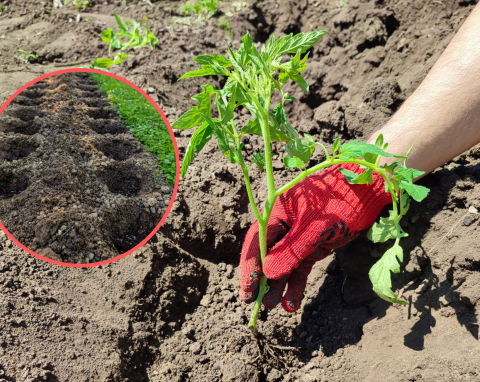 Jak sadzić pomidory? Ogrodnik zdradził swój niezawodny sposób