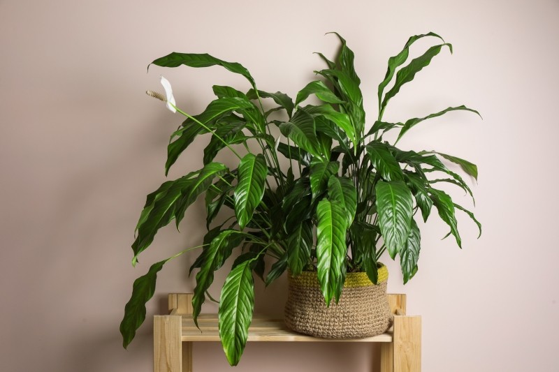 dlaczego skrzydłokwiat nie kwitnie