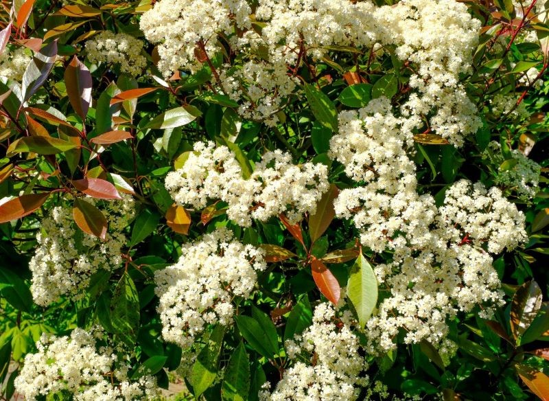 Głogownik wspaniale kwitnie.