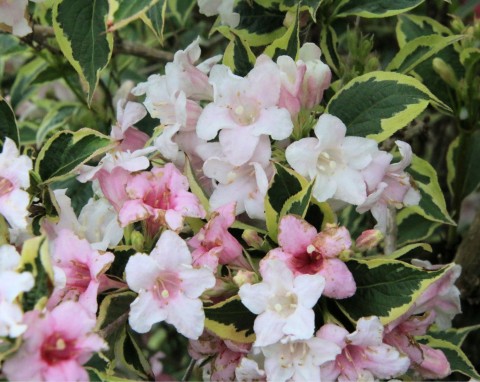 Krzewuszka cudowna (Weigela florida) „Magical Rainbow”