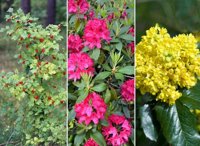 Porzeczkę alpejską, rododendron i mahonię pospolitą można posadzić w cieniu.