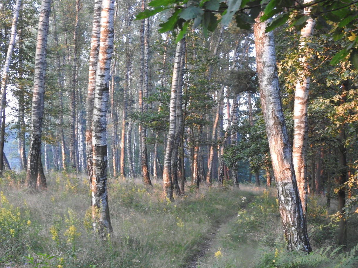 Leśne klimaty, W KRAINIE ŁAGODNOŚCI...