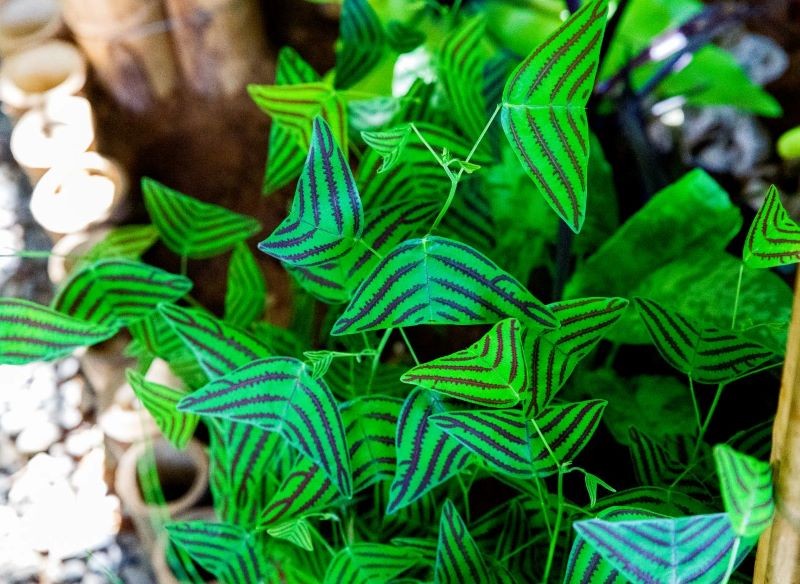 Liście Christia obcordata przypominają rój motyli.