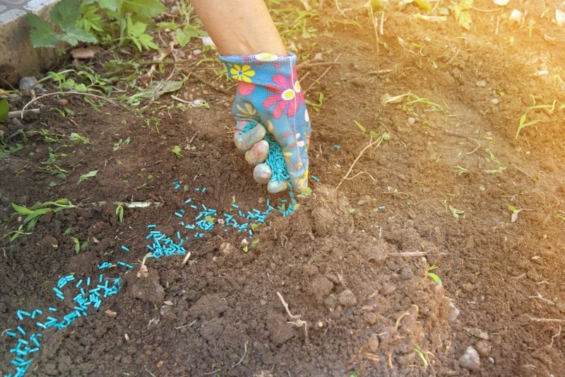 niebieskie granulki na zwalczanie ślimaków