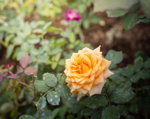 Liście róż żółkną, kwiaty marnieją. Jakie są tego przyczyny i jak im zaradzić?