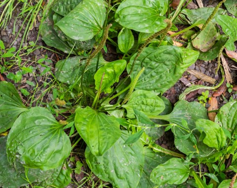 Babka zwyczajna (Plantago major)