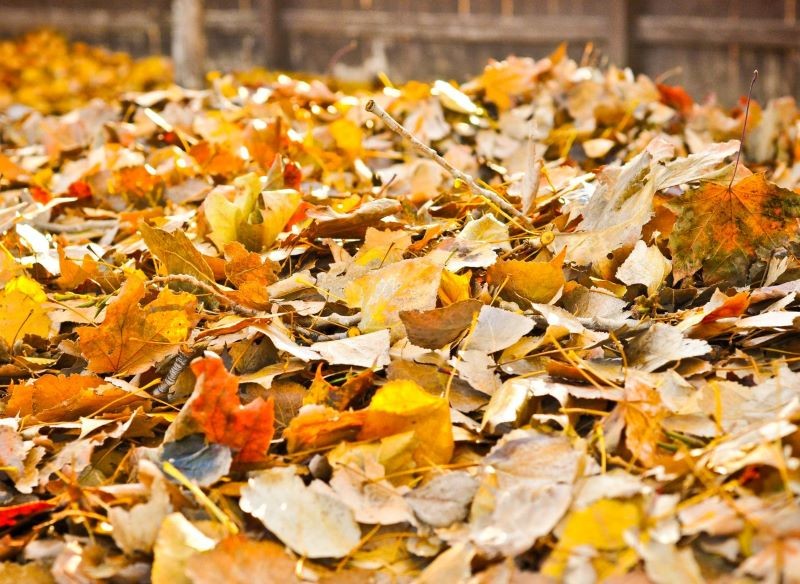 Opadłe liście nie powinny zalegać na trawniku.