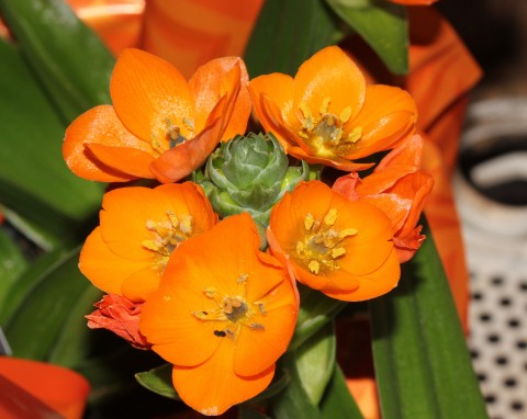 Barwny i efektowny krewniak hiacynta. Kwitnie już od lutego, nawet przez 6 tygodni