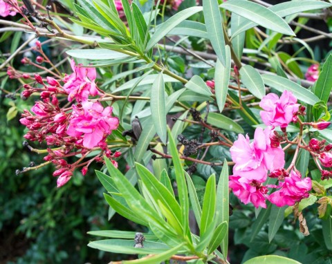 Oleander przetrwa zimę bez szwanku i pięknie rozkwitnie. Ale musisz unikać tych 3 błędów