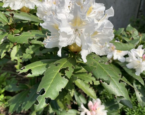 Wygryzają dziury w liściach i niszczą korzenie rododendronów. Jak zwalczać opuchlaki?