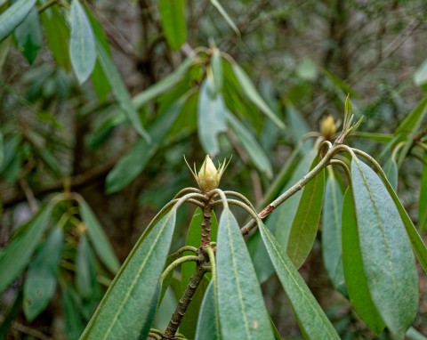 Jak ograniczyć szkody w ogrodzie wywołane przez śnieg i mróz? Hortensje i rododendrony wymagają pomocy