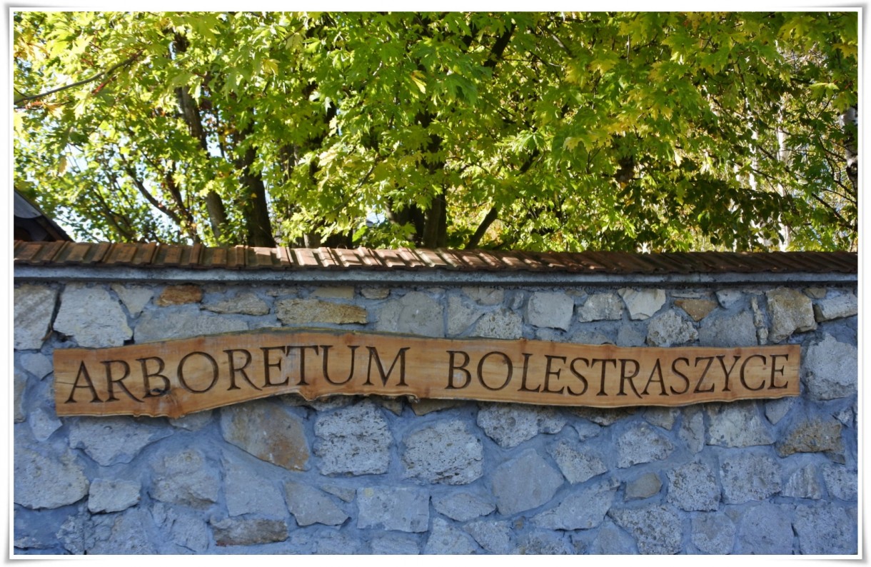 Rośliny, Arboretum