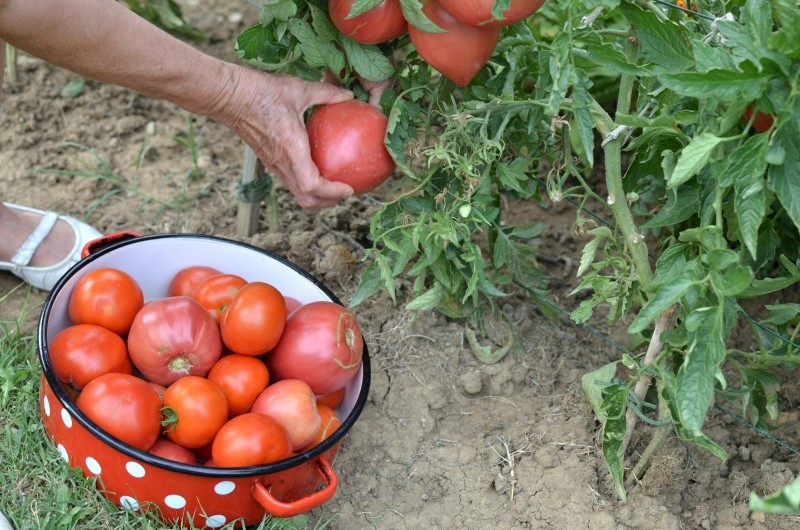 kwasek cytrynowy w ogrodzie