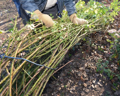 Jak przygotować róże pnące do zimy? Zrób jedną rzecz, zanim będzie za późno