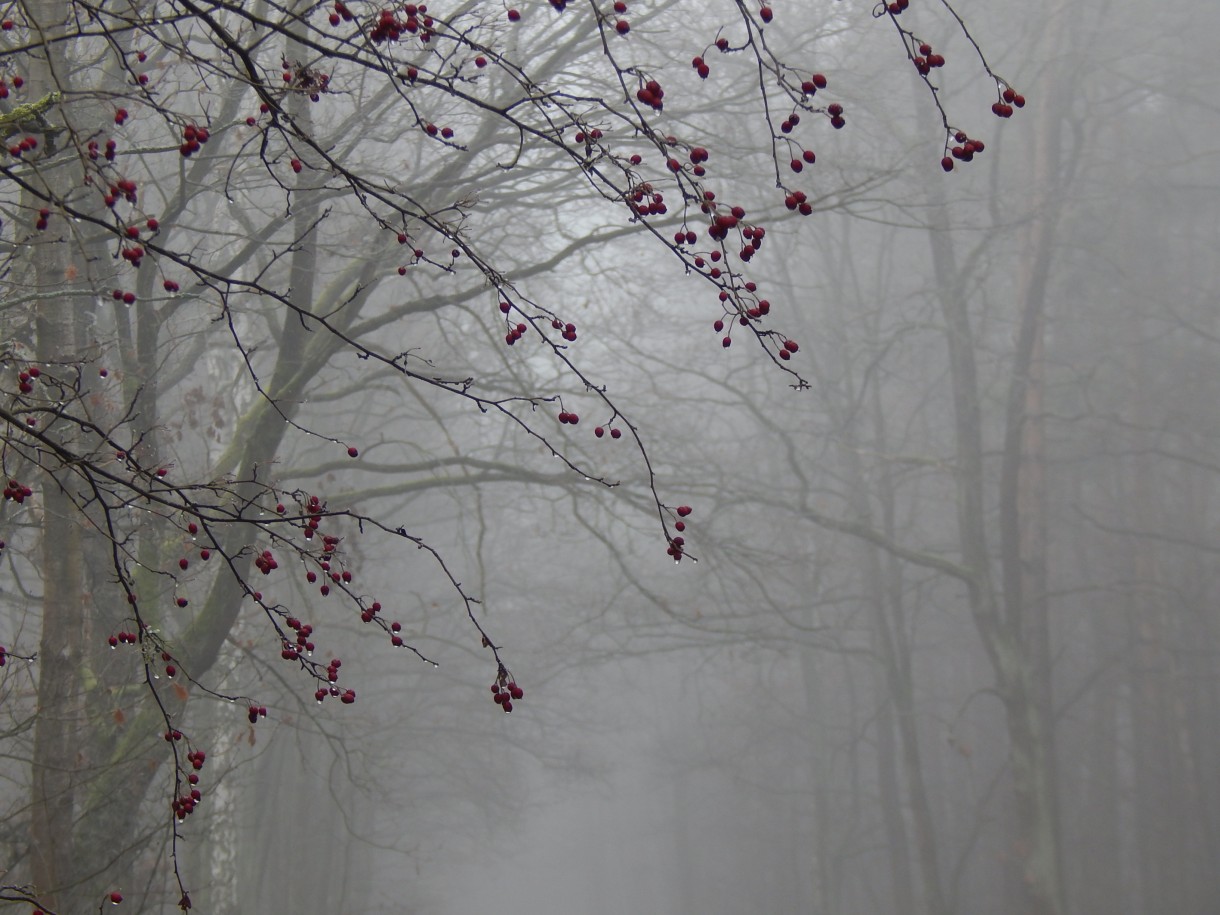 Leśne klimaty, WINTER ART ...