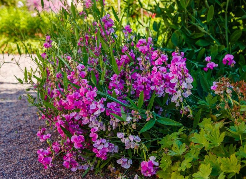 Groszek pachnący możemy siać bezpośrednio do gruntu lub na rozsadę.