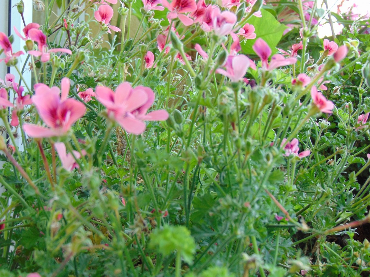 Rośliny, Pełnia lata ............... - ................i pelargonie angielskie...........