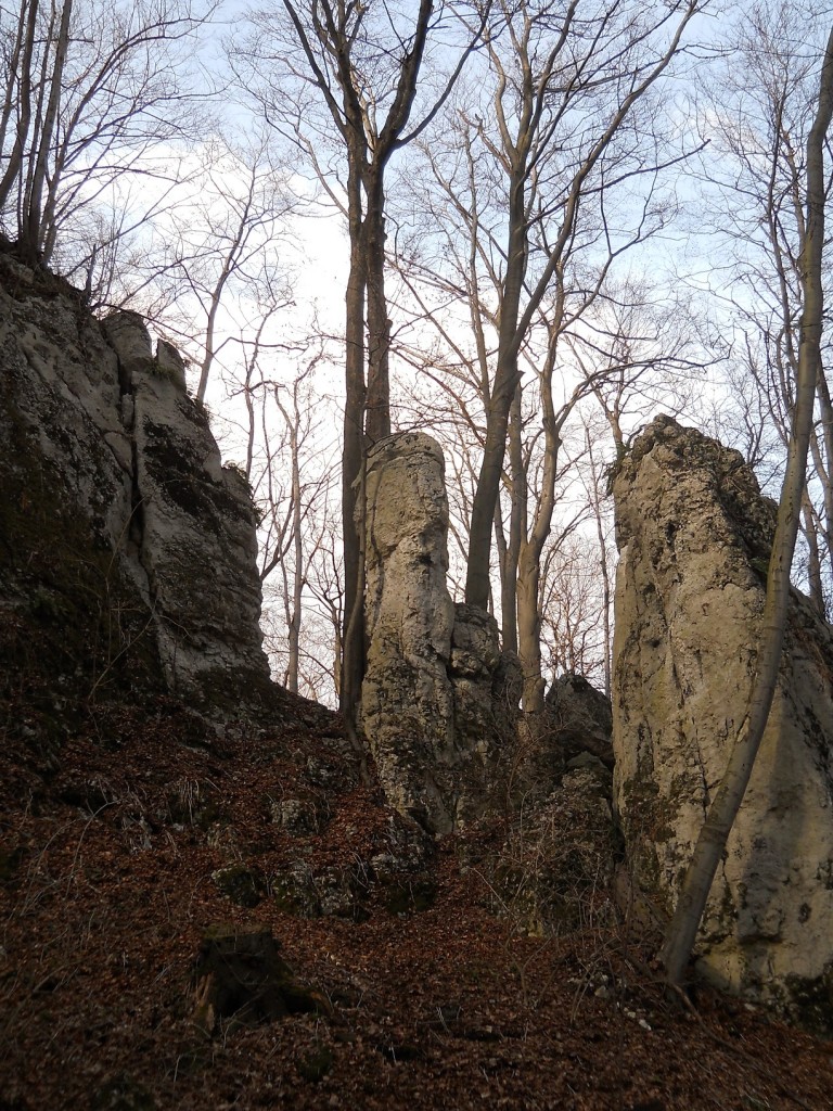 Podróże, Geofity wiosenne - czyli Rezerwat Pazurek i jego bogactwo. - .