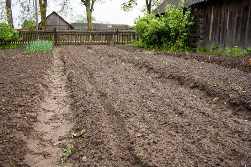Z nawozu kurzego warto korzystać jesienią podczas przygotowywania grządek w warzywniku na następny sezon.