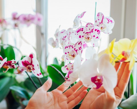 Jak sprawić, by storczyki zaczęły kwitnąć? Sposoby, które naprawdę działają