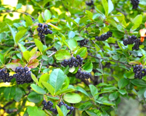 Aronia czarna – wielozadaniowy krzew w ogrodzie. Uprawa, zastosowanie w ogrodzie i właściwości