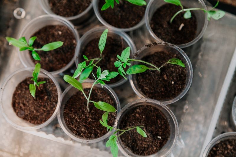 Sadzonki pomidorów muszą mieć stale lekko wilgotne podłoże.