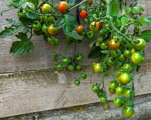 Ślimaki ich nie dosięgną. Jak uprawiać pomidory do góry nogami?