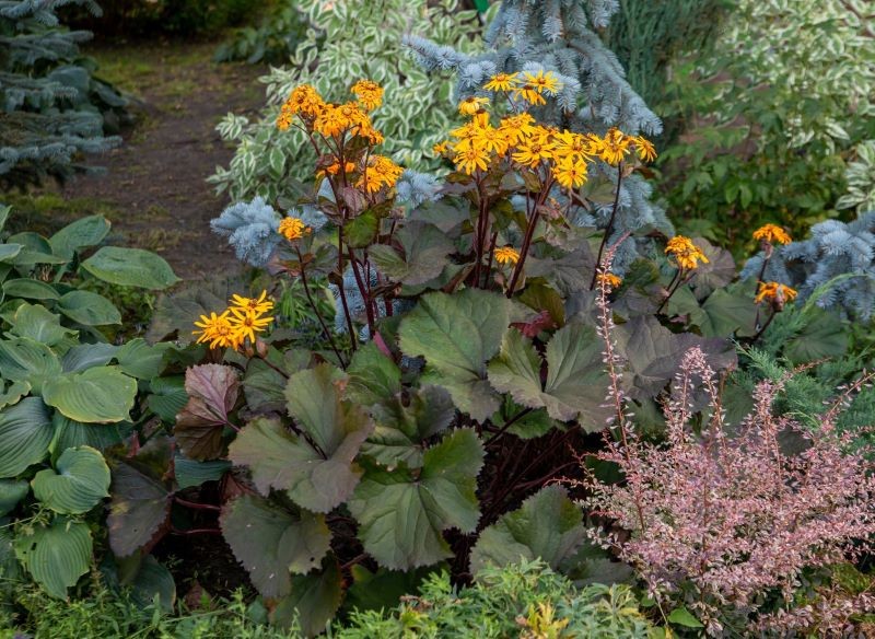 Języczkę pomarańczową warto posadzić w pobliżu host i innych bylin, które lubią cień.